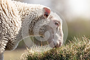 A close-up portrait of a sheep`s head profile
