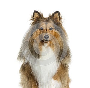 Close-up, portrait, of a Sheltie dog looking at the camera