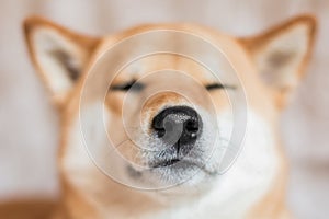 Close up portrait of a Shiba inu dog. Selective focus. Dog nose. Front view