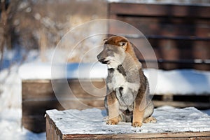 Close-up Portrait of an Shikoku puppy in winter. Shikoku ken puppy. Kochi-ken dog