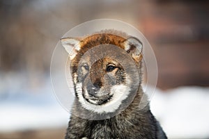 Close-up Portrait of an Shikoku puppy in winter. Shikoku ken puppy. Kochi-ken dog