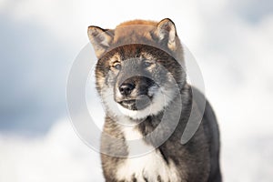 Close-up Portrait of an Shikoku puppy in winter. Shikoku ken puppy. Kochi-ken dog. Headshot