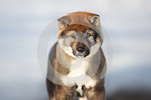 Close-up Portrait of an Shikoku puppy in winter. Shikoku ken puppy. Kochi-ken dog. Headshot