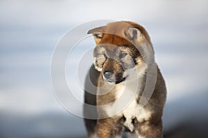 Close-up Portrait of an Shikoku puppy in winter. Shikoku ken puppy. Kochi-ken dog. Headshot