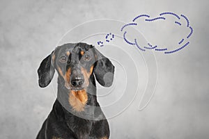 The close up portrait of short-haired black and tan dachshund on grey background with thought bubble. Indoors, concept of idea or photo