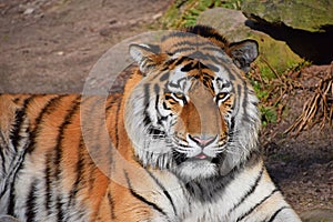 Close up portrait of Siberian Amur tiger