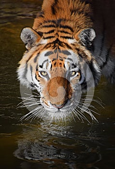 Close up portrait of Siberian Amur tiger