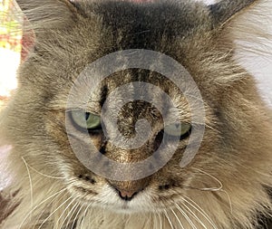 Close-up portrait of siberian cat with long hair