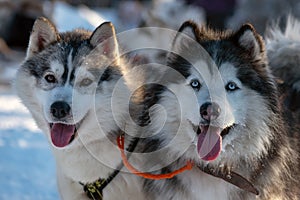 Close up Portrait of Siberian husky dog