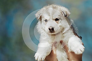 Close up portrait of Siberian Husky. Puppy in woman hands with blue sky in background