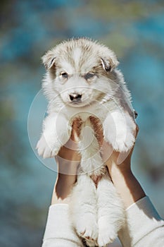 Close up portrait of Siberian Husky. Puppy in woman hands with blue sky in background