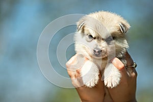 Close up portrait of Siberian Husky. Puppy in woman hands with blue sky in background
