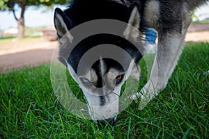 Close-up portrait of Siberian husky sniffing grass