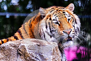 A close up portrait of a siberian tiger lying behind a rock actively looking for some prey. The dangerous predator animal is a big