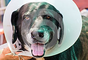 Close up portrait of a sick dog,diseased dog