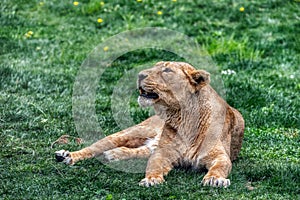 Close up portrait from side face ferocious carnivore female