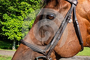Close up portrait of the side view of a chestnut brown horse face and eye