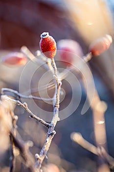 A close up portrait of a single frozen rose hep, haw or hip standing upright on a branch of the bush it grew on in golden hour photo