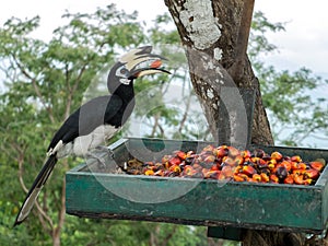 Close up portrait of Single Wild Oriental pied hornbill Bird Anthracoceros albirostris eating red wild fruits in Green Basket