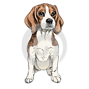 Close-up portrait of sitting Beagle dog. Colored illustration. Vector engraved art. Friendly smilling puppy isolated on