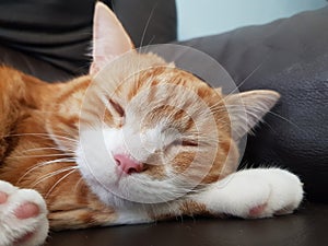 Close up portrait of a sleeping ginger cat