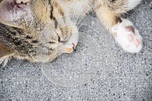 Close-up portrait of a sleeping young tabby kitten.