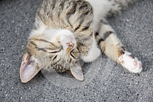 Close-up portrait of a sleeping young tabby kitten.