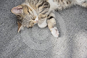 Close-up portrait of a sleeping young tabby kitten.