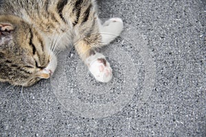 Close-up portrait of a sleeping young tabby kitten with copy space.