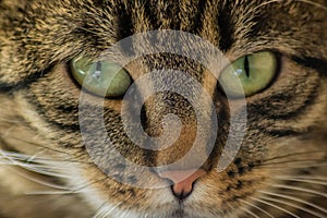 Close-up portrait of sleepy domestic cat, beautiful green eyes, furry friend