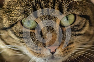 Close-up portrait of sleepy domestic cat, beautiful green eyes, furry friend