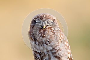 Close-up portrait of a slumbering juvenile little owl