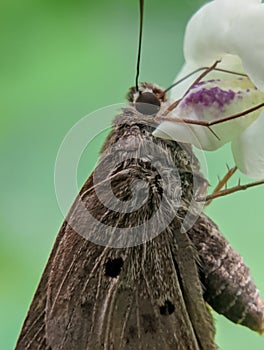 close-up portrait of a small brown butterfly perched on a flower
