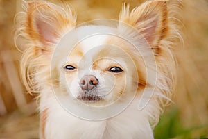 Close-up portrait of a small Chihuahua dog. Animal, pet