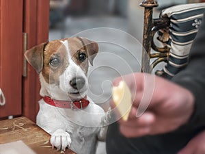 Close-up portrait of a small cute dog Jack Russell Terrier begging its owner for a piece of cheese