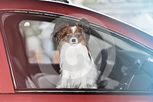 A close-up portrait of a small long-haired dog on the front seat in a car looks out the window.