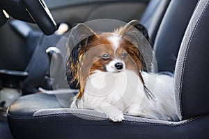 A close-up portrait of a small long-haired dog lies on the driver's seat in the car.