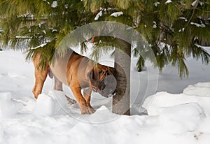 Close-up of a portrait of a small puppy, a rare breed of South African Boerboel, against the snow.