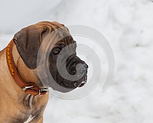 Close-up of a portrait of a small puppy, a rare breed of South African Boerboel, against the snow.