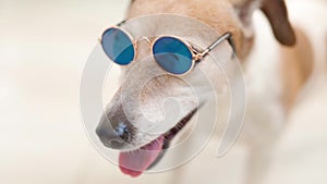 Close up portrait of small white dog Jack russell terrier in blue sunglasses.