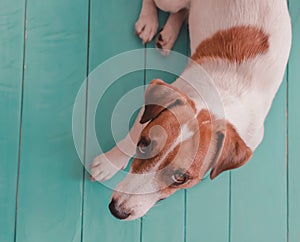 Close-up portrait of small white red cute dog Jack russell lying on green blue wooden floor and lookig upwards in to