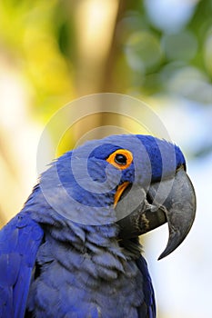 Close-up portrait of a smiling parrot