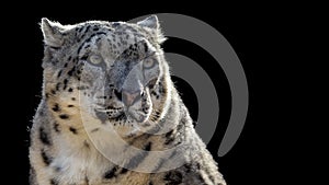Close up portrait of a snow leopard