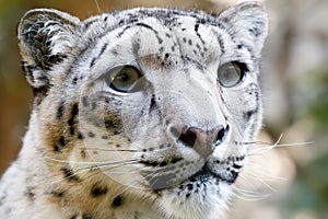 Close up Portrait of Snow Leopard Irbis