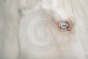Close up portrait of grey horse blue eye