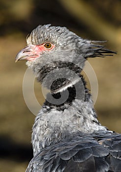 Close up portrait of a southern screamer or crested screamer Chauna torquata bird at the Pilsen, ZOO