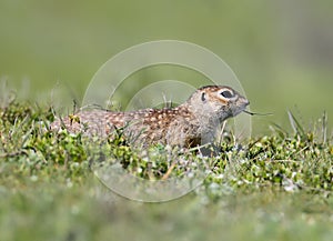 Close up portrait of speckled groun squirrel