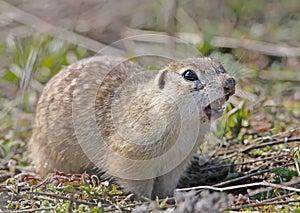 Close up portrait of speckled groun squirrel with open beak