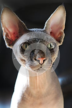 Close up portrait of sphinx cat