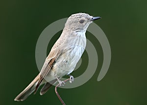 Close up portrait of The spotted flycatcher Muscicapa striata